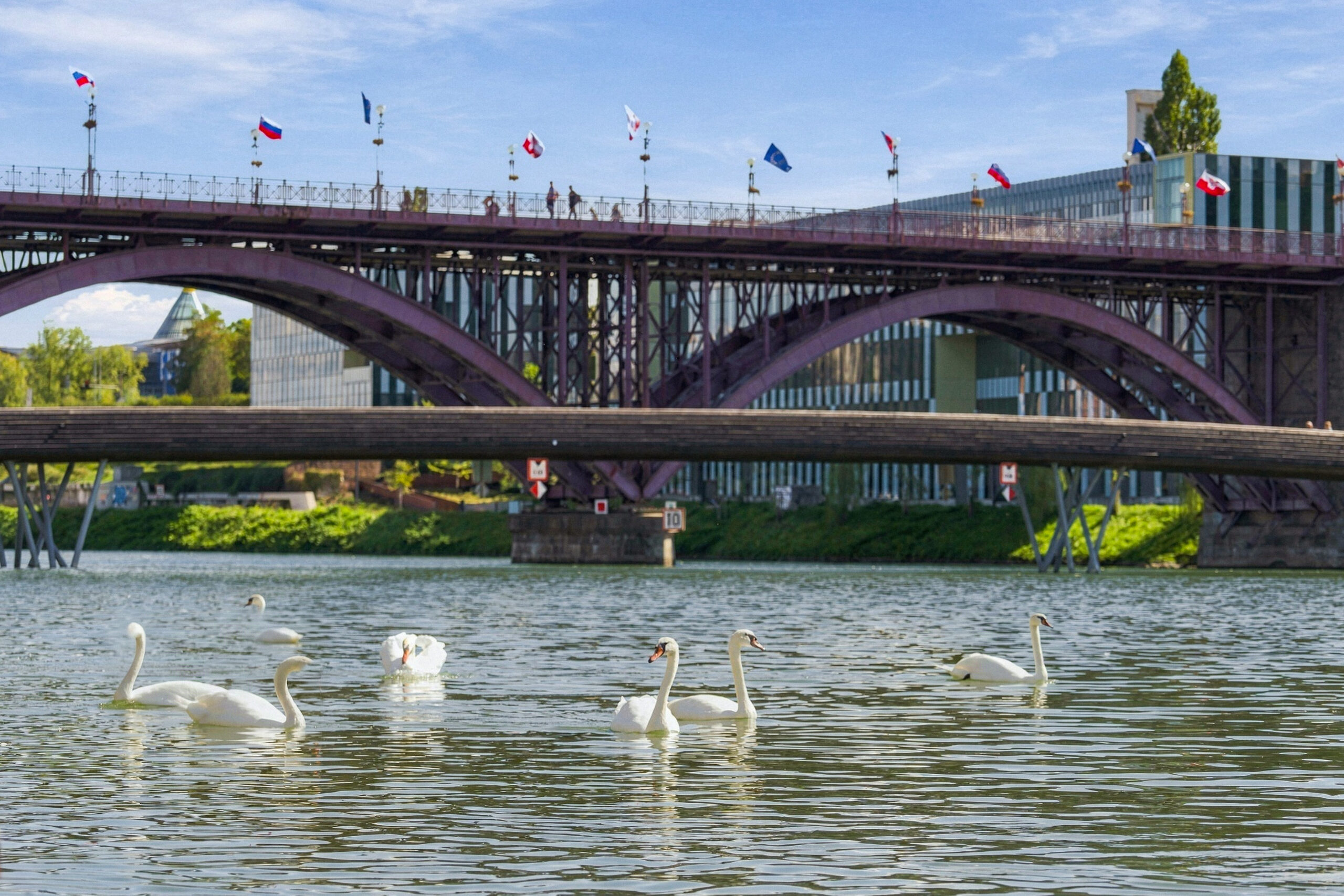 Bridge over river with swans swimming